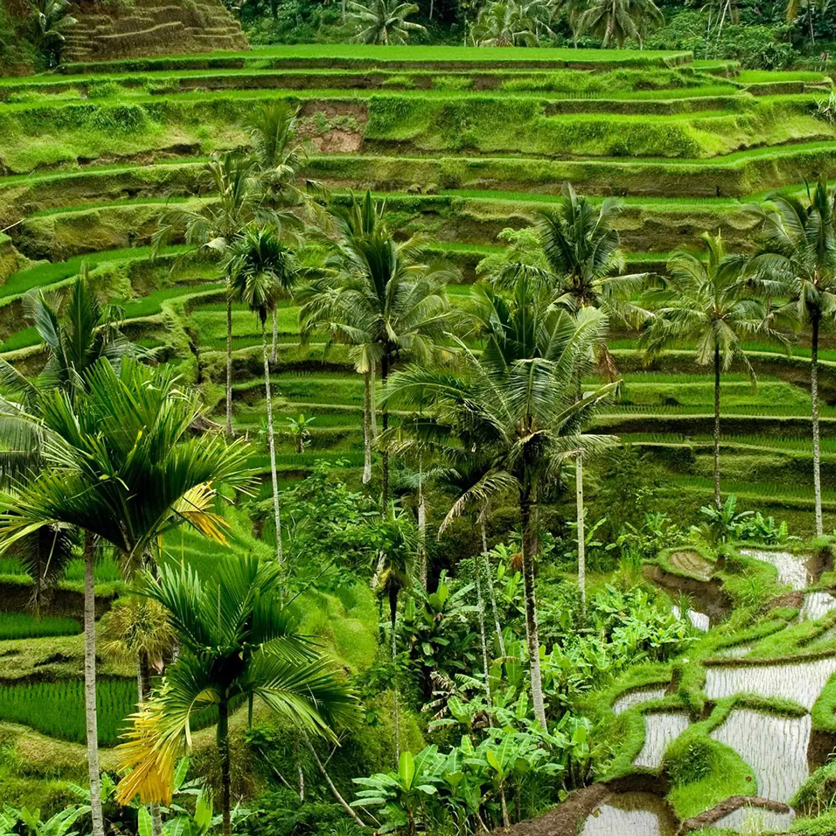 Regent Bali Canggu, an IHG Hotel, Canggu, Bali 4