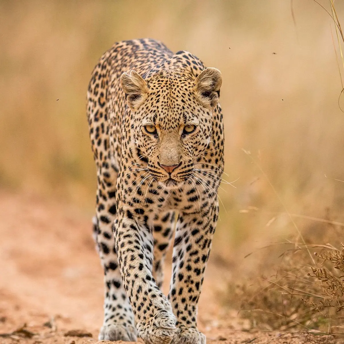 South Africa, Zimbabwe, Botswana, South Africa,  8