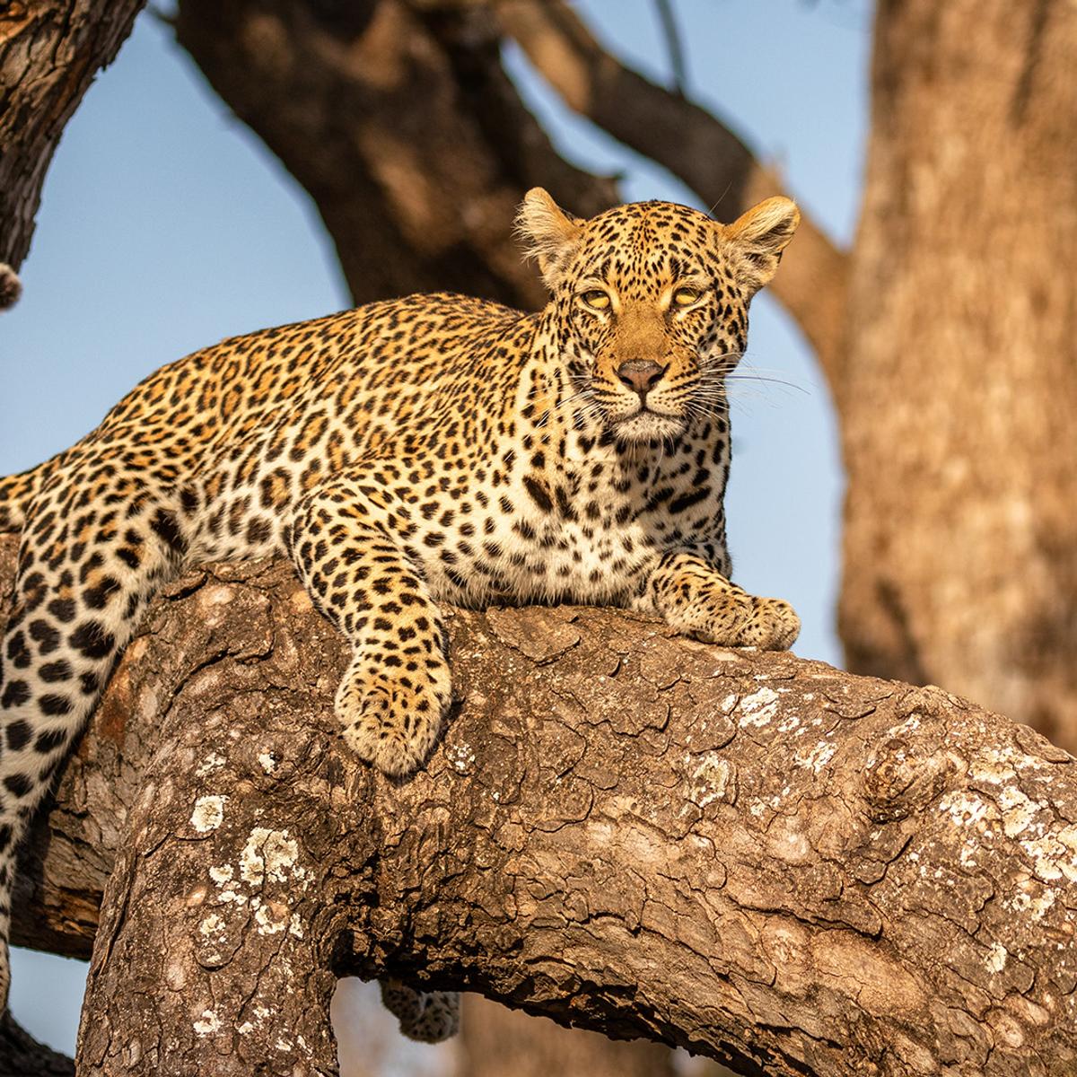 Premium 10-Day South Africa Iconic Blue Train Journey with All-Inclusive Safari by  1