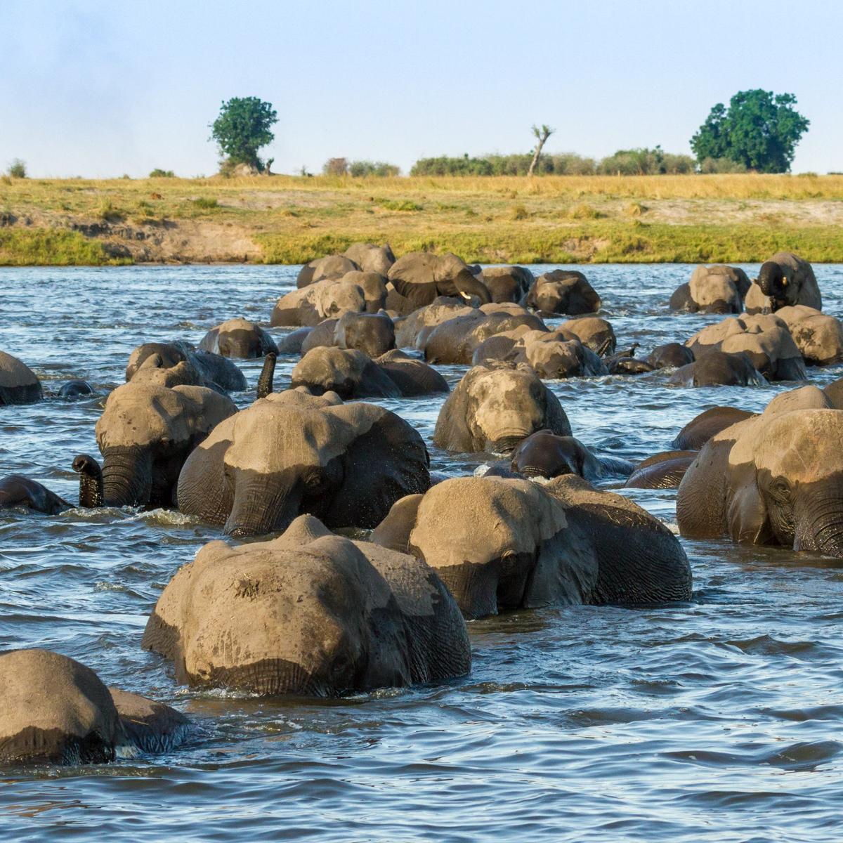 Ultra Lux 12-tägige Reise durch das südliche Afrika mit Sabi Sands, den Victoriafällen & dem Chobe-Nationalpark von  4