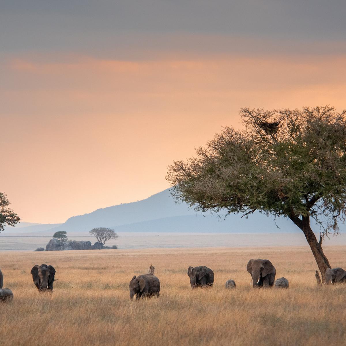 Premium 8-Day Tanzania Safari 2027 with Wellworth Lodge Stays & Serengeti National Park by  3