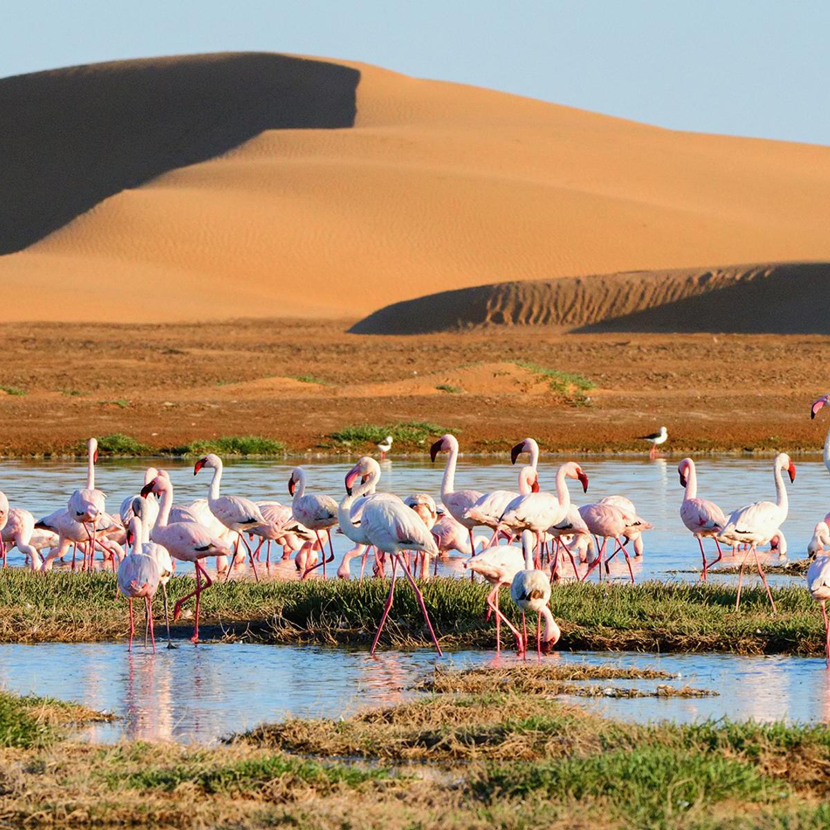 Deluxe 21-Day Ultimate Southern Africa 2027 with Cape Town, Greater Kruger, Victoria Falls & Namib Desert by  8