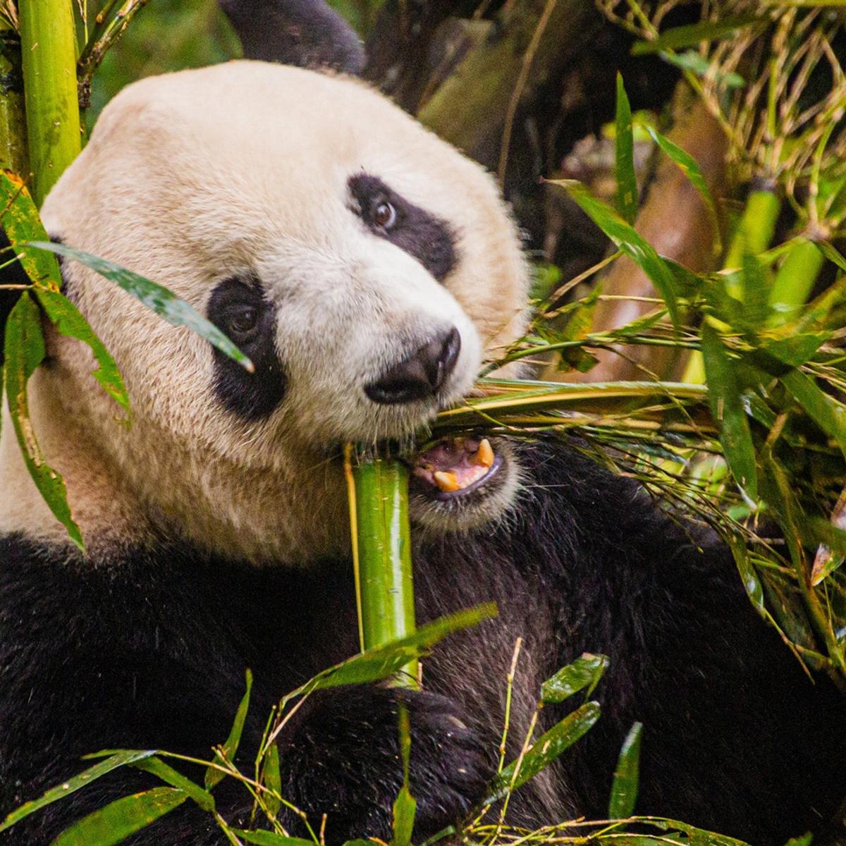 Premium 12-Day China Highlights with Great Wall of China, Bullet Train Journeys & Shangri-La Luxury Stays by  2