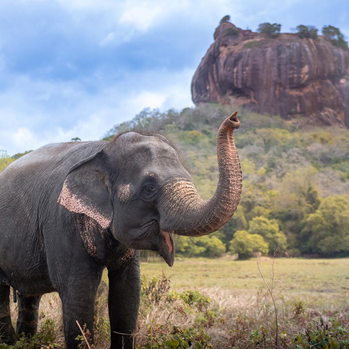 Escapade privée haut de gamme de 13 jours au Sri Lanka, avec trajet en train panoramique, royaumes anciens et Galle, sur la côte par  1