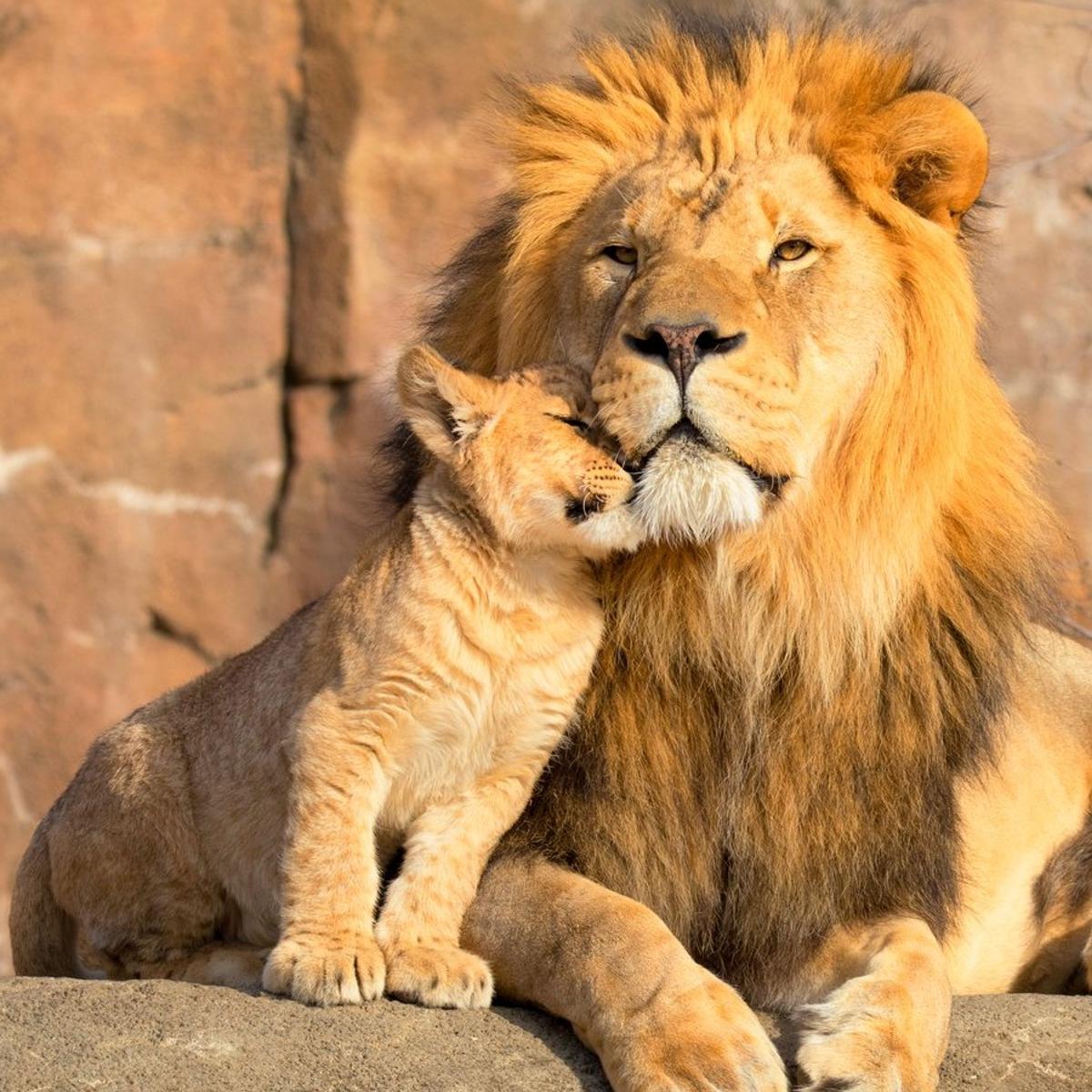 Deluxe 21-Day Ultimate Southern Africa 2027 with Cape Town, Greater Kruger, Victoria Falls & Namib Desert by  8