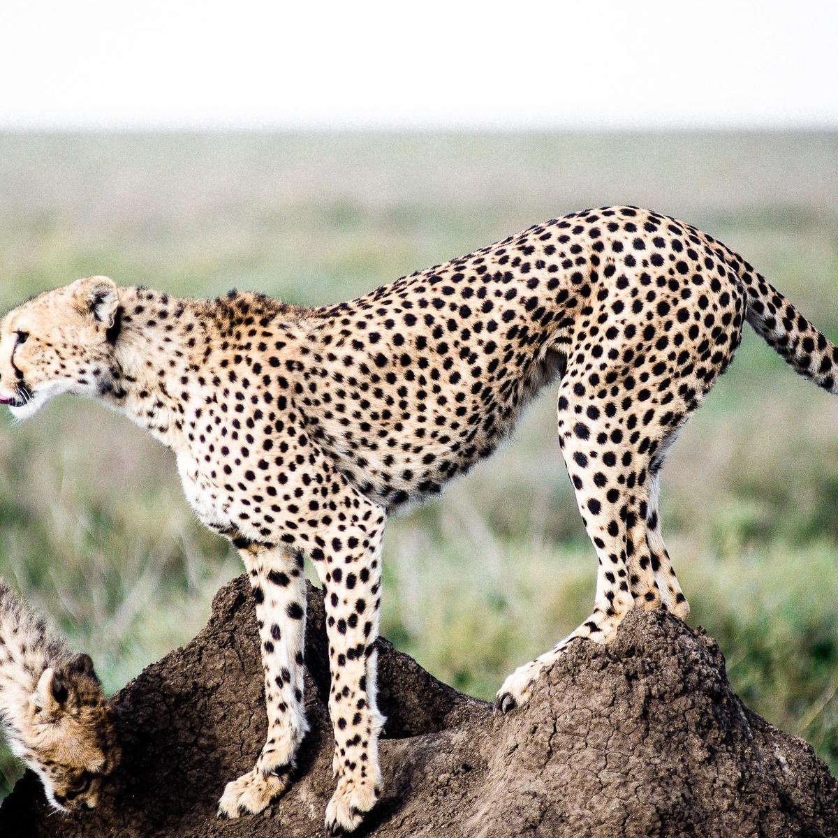Ultra Lux 8-Day Kenya & Tanzania Private Safari 2027 with Ngorongoro Crater, Serengeti & Maasai Mara by  1