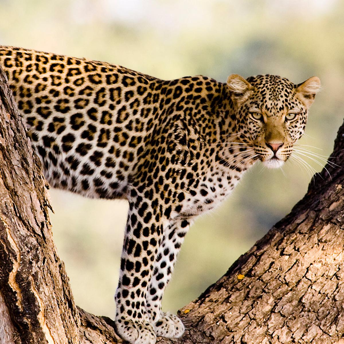 Ultra Lux 8-Day Zambia & Botswana 2026 Private Safari with A&K Sanctuary Stays & Chobe National Park by  4