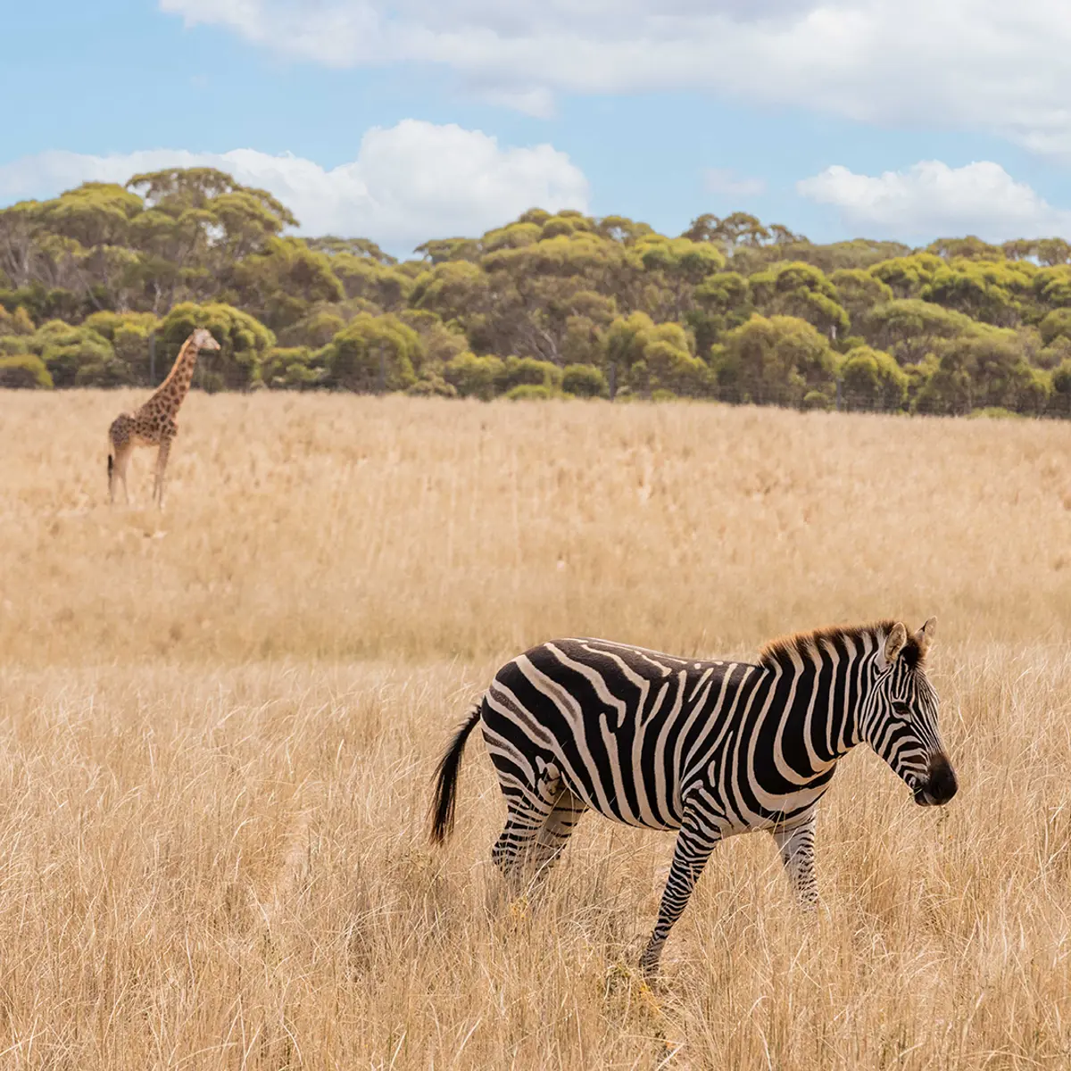 Monarto Safari Lodge, Monarto, South Australia 5