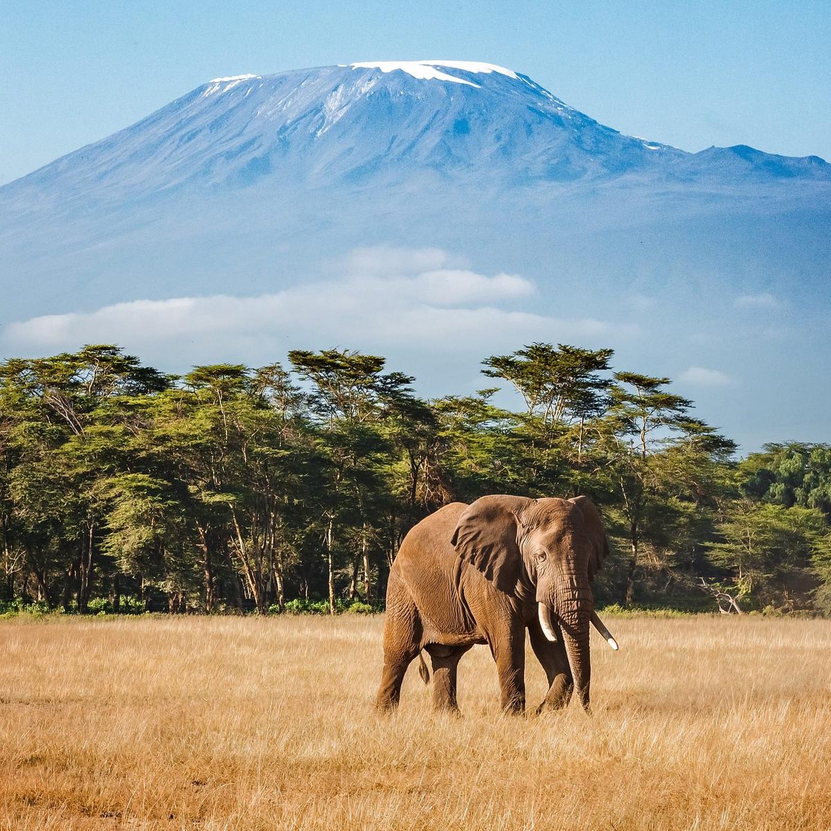 Premium 8-Day Tanzania Safari 2027 with Wellworth Lodge Stays & Serengeti National Park by  8
