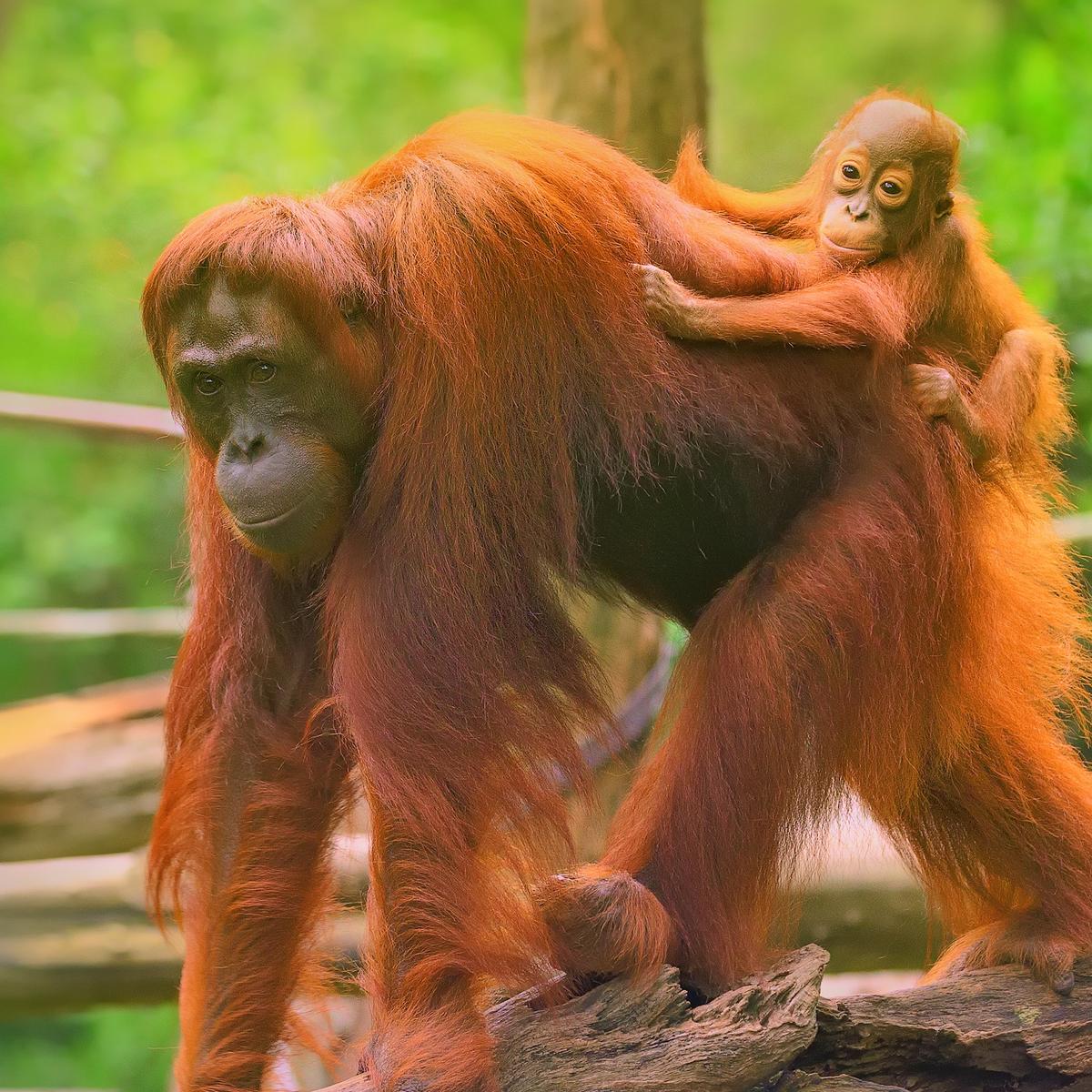Limited Time Offer: Deluxe 9-Day Borneo Wildlife Tour with 3-Night EQ Kuala Lumpur Stay by  3