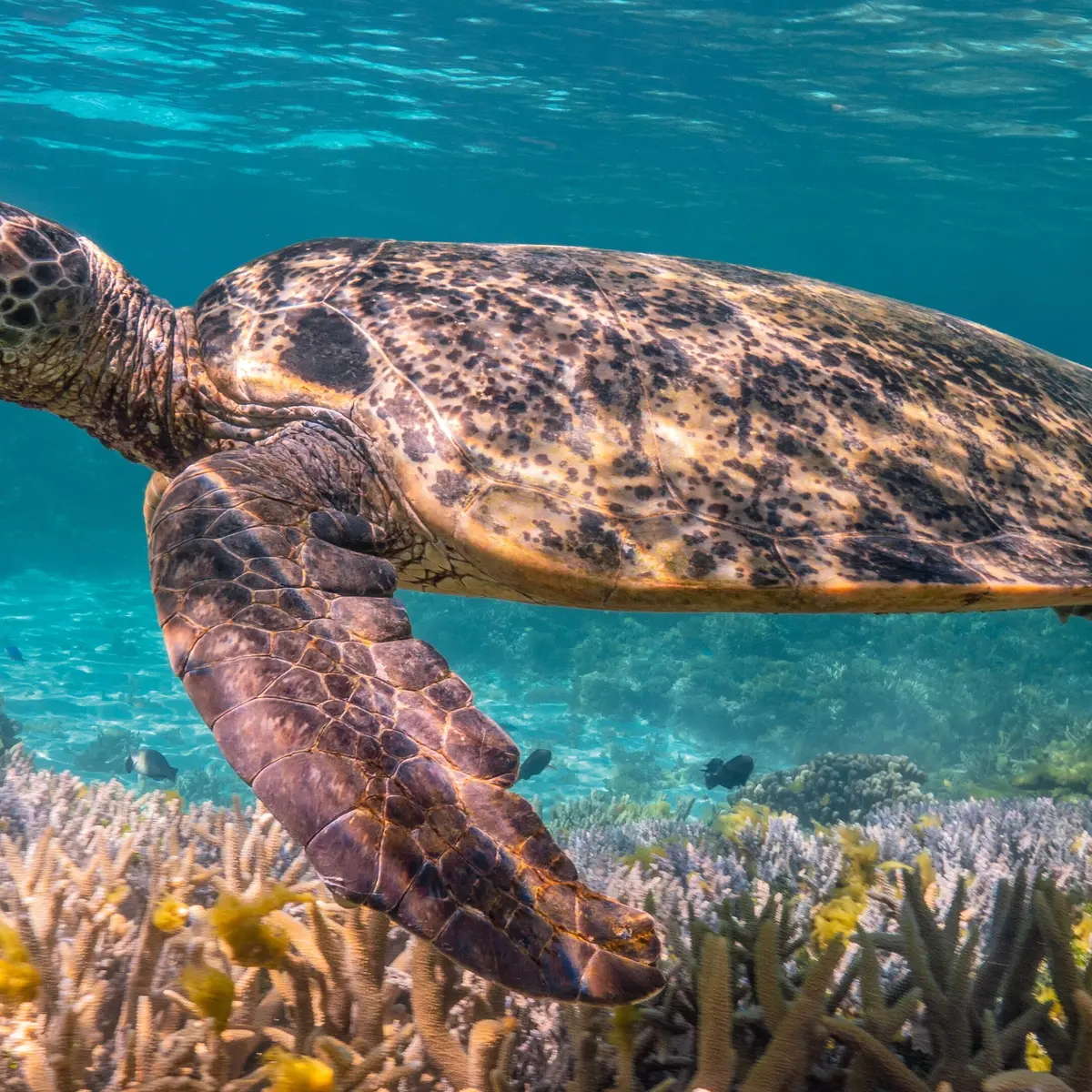 Wilson Island, Wilson Island, Queensland 5