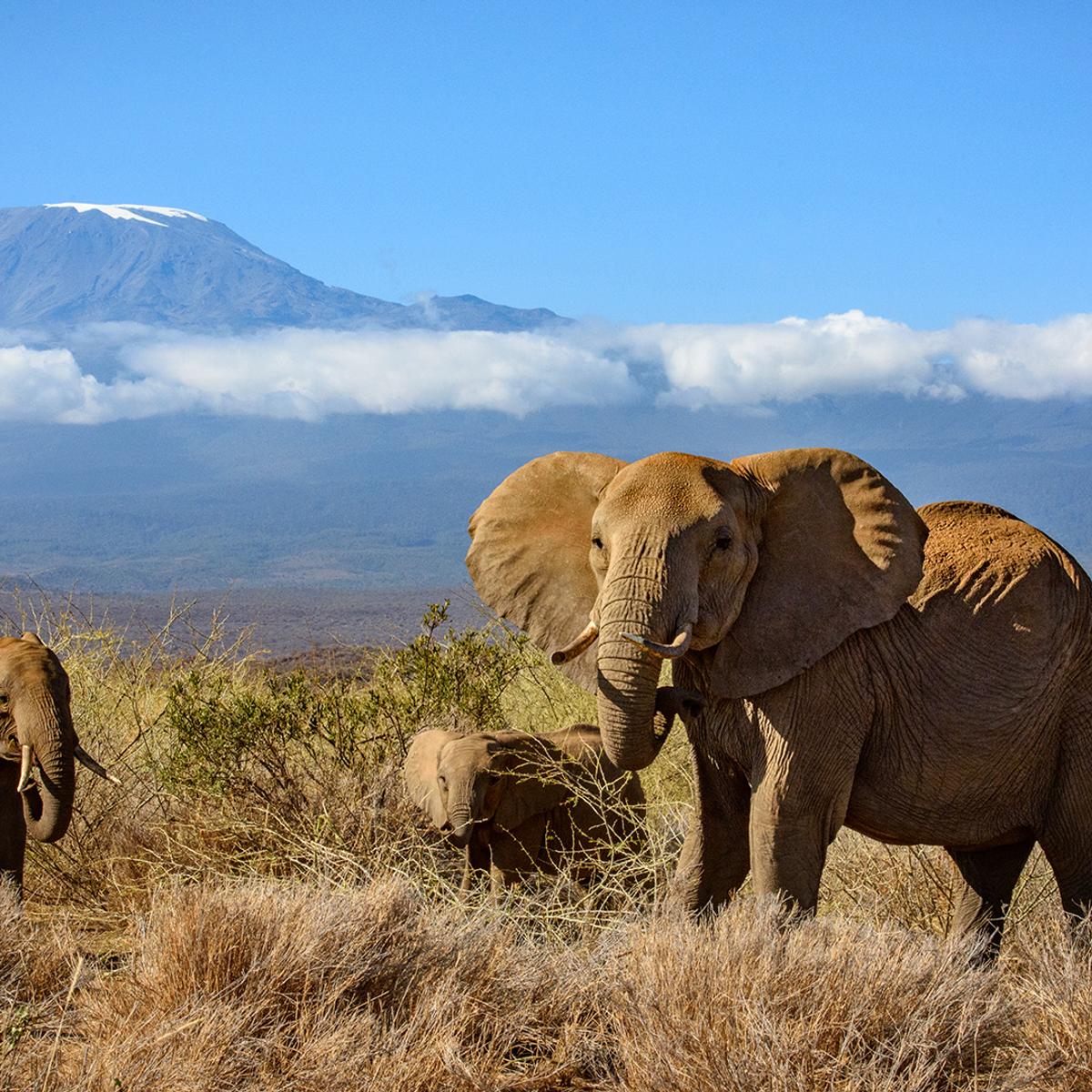 Deluxe 13-Day Kenya & Tanzania Great Migration Safari 2027 with Maasai Mara & Serengeti National Parks  by  1