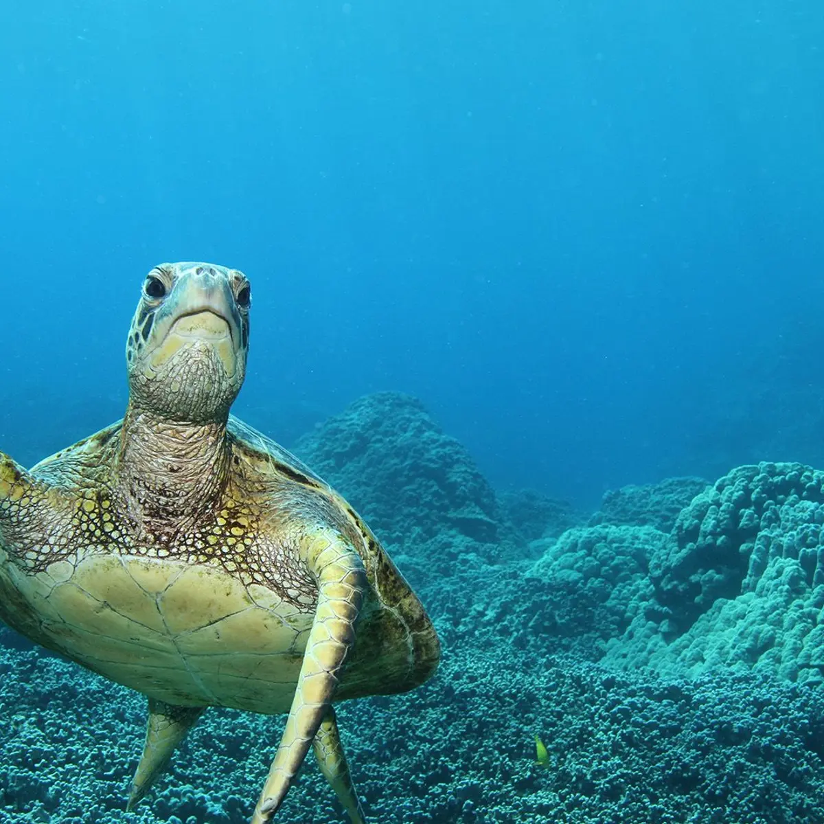 Hawaii, Trusted Partner Cruises – United States of America, 4