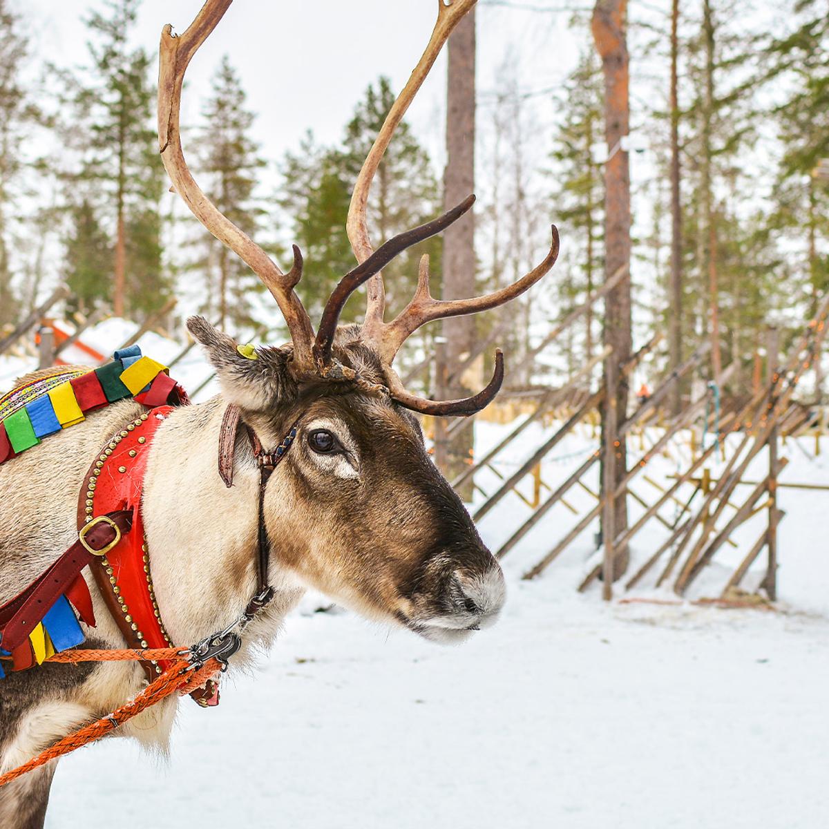 Deluxe 14-Day Finland & Norway Northern Lights Winter Adventure with Havila Voyages Coastal Fjord Cruise by  7