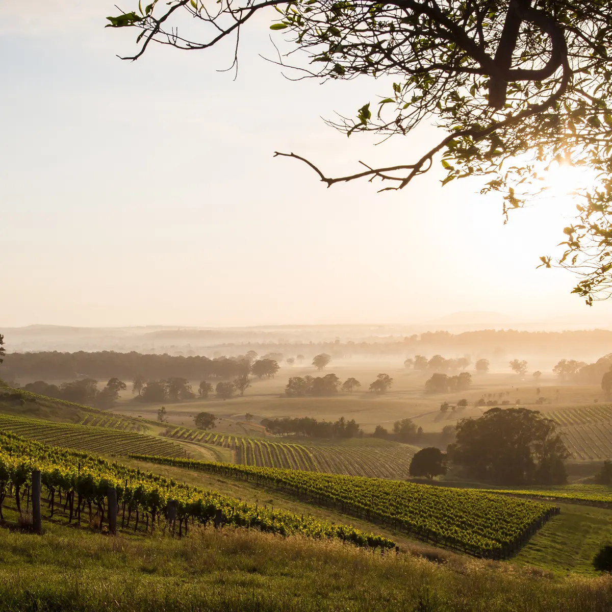 Château Élan at The Vintage, Hunter Valley, New South Wales 4
