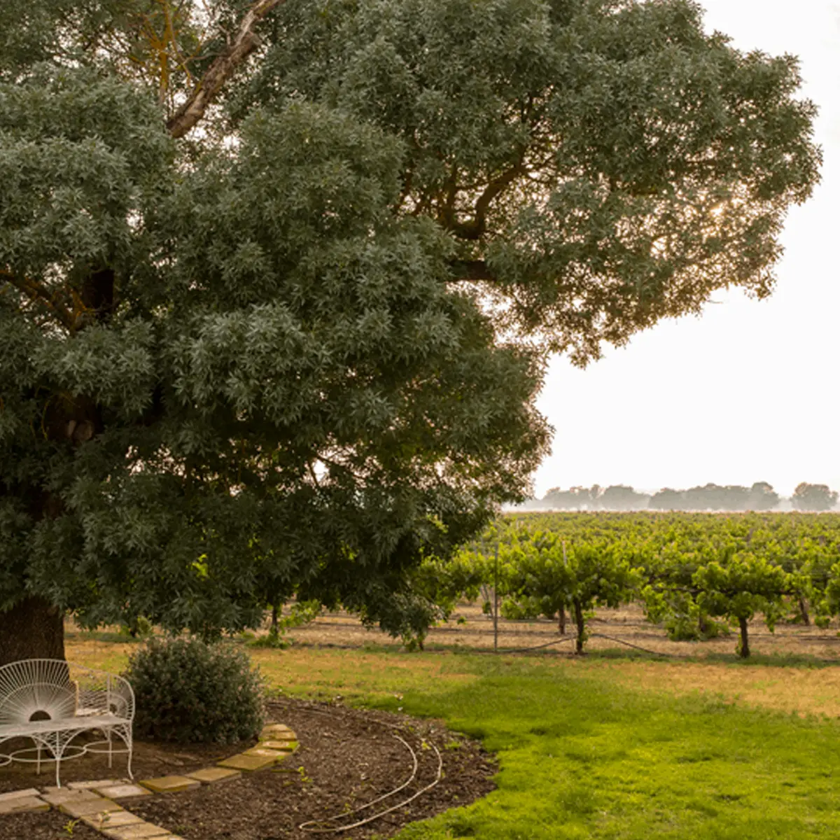 Lancemore Milawa, Milawa, Victoria 4