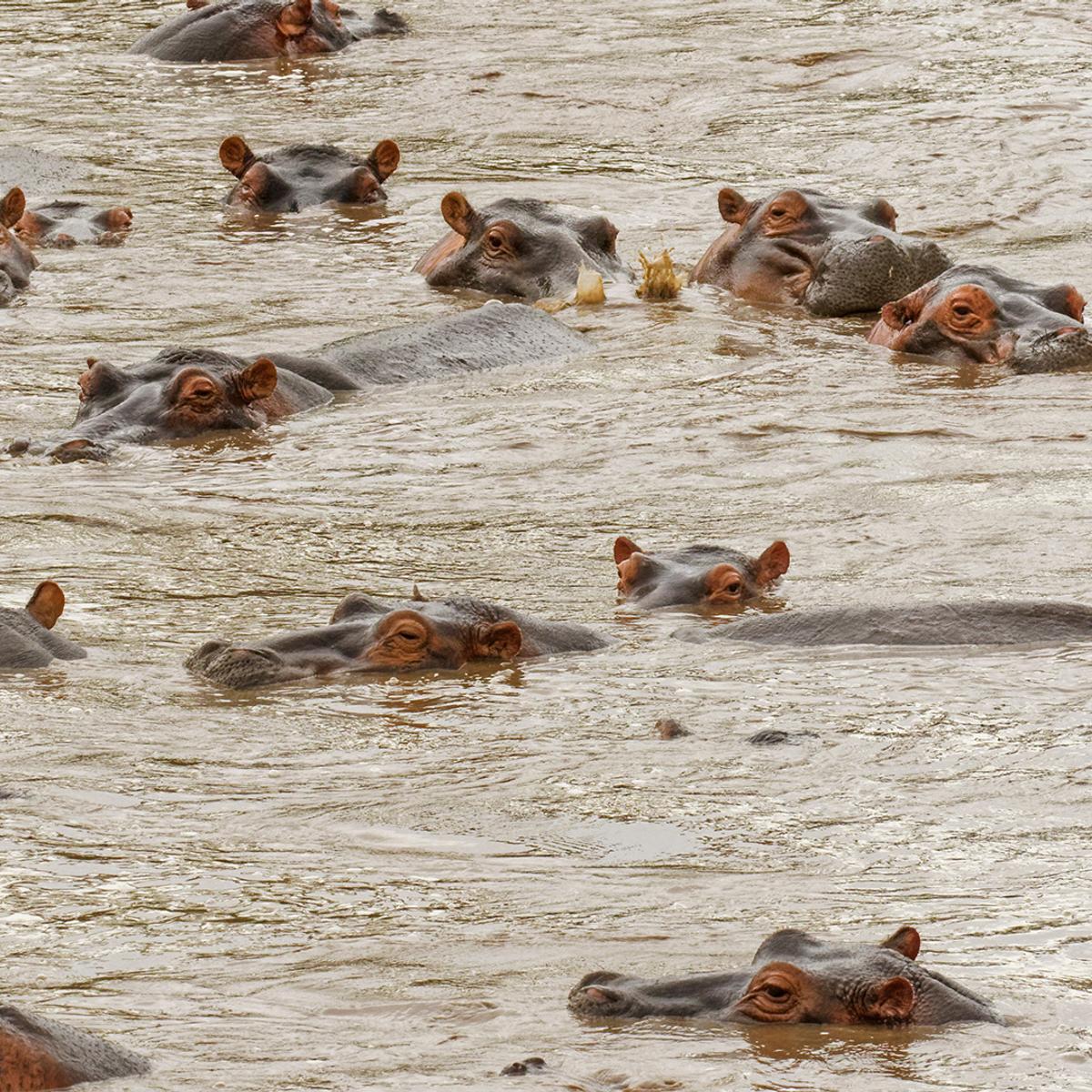 Premium 8-Day Tanzania Private Safari with All-Inclusive Wellworth Lodge Stays & Serengeti National Park by  8