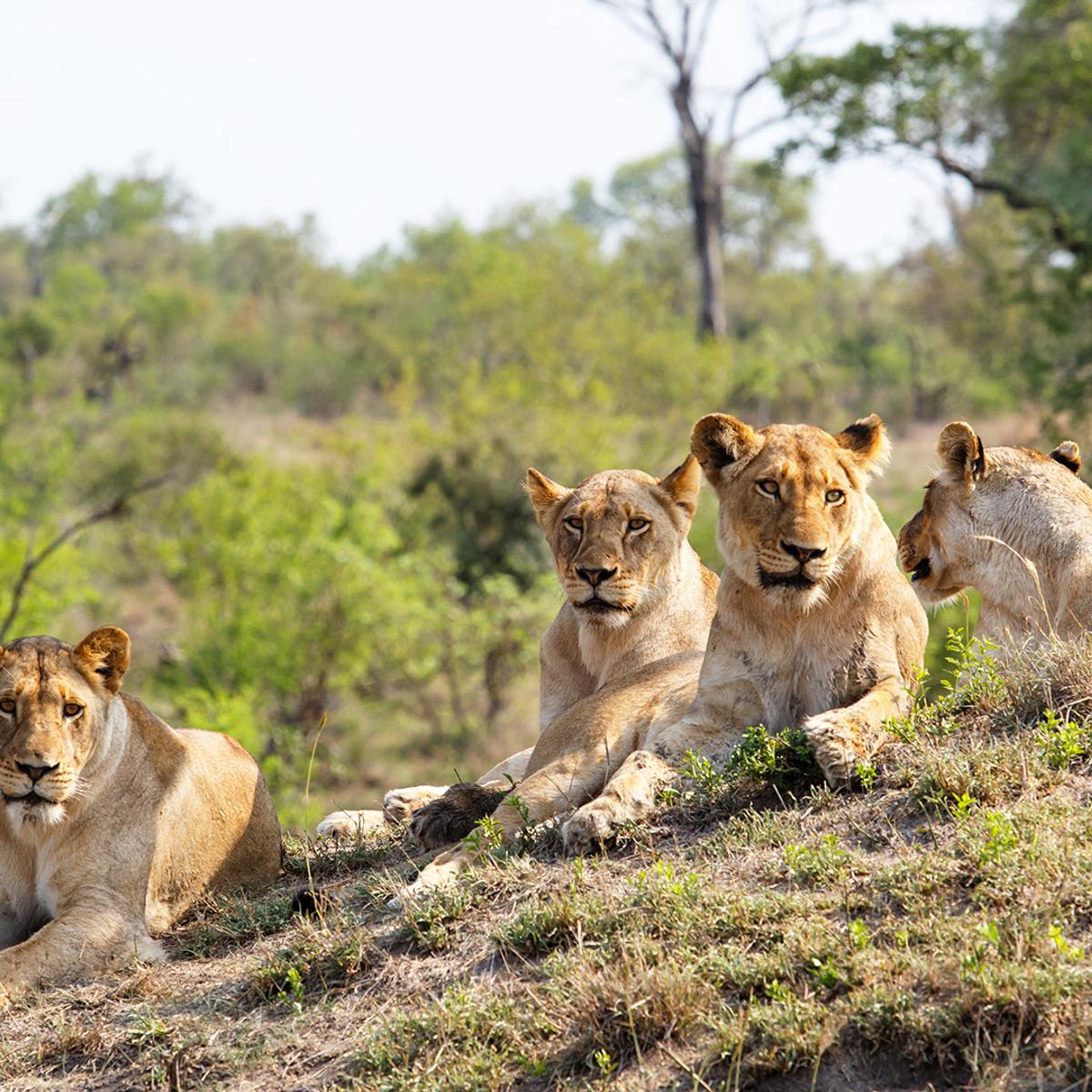 Deluxe 13-Day Southern Africa Safari 2027 with Victoria Falls, Greater Kruger & Chobe National Parks by  5