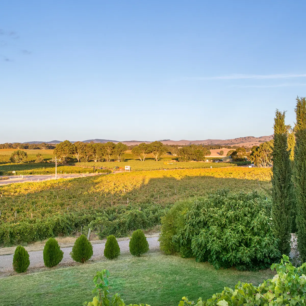 Barossa Shiraz Estate, Barossa Valley, South Australia 4