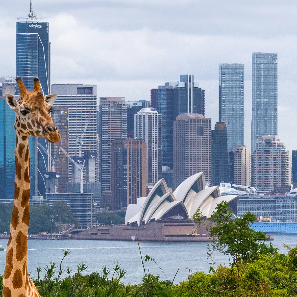 Wildlife Retreat at Taronga, Mosman, New South Wales 4