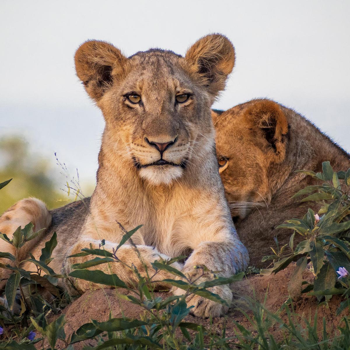 Limited Time Offer: Ultra-Lux 12-Day Private South Africa Safari with Rovos Rail & All-Inclusive Sabi Sands Lodge + BONUS A$1,000 Flight Credit by  1