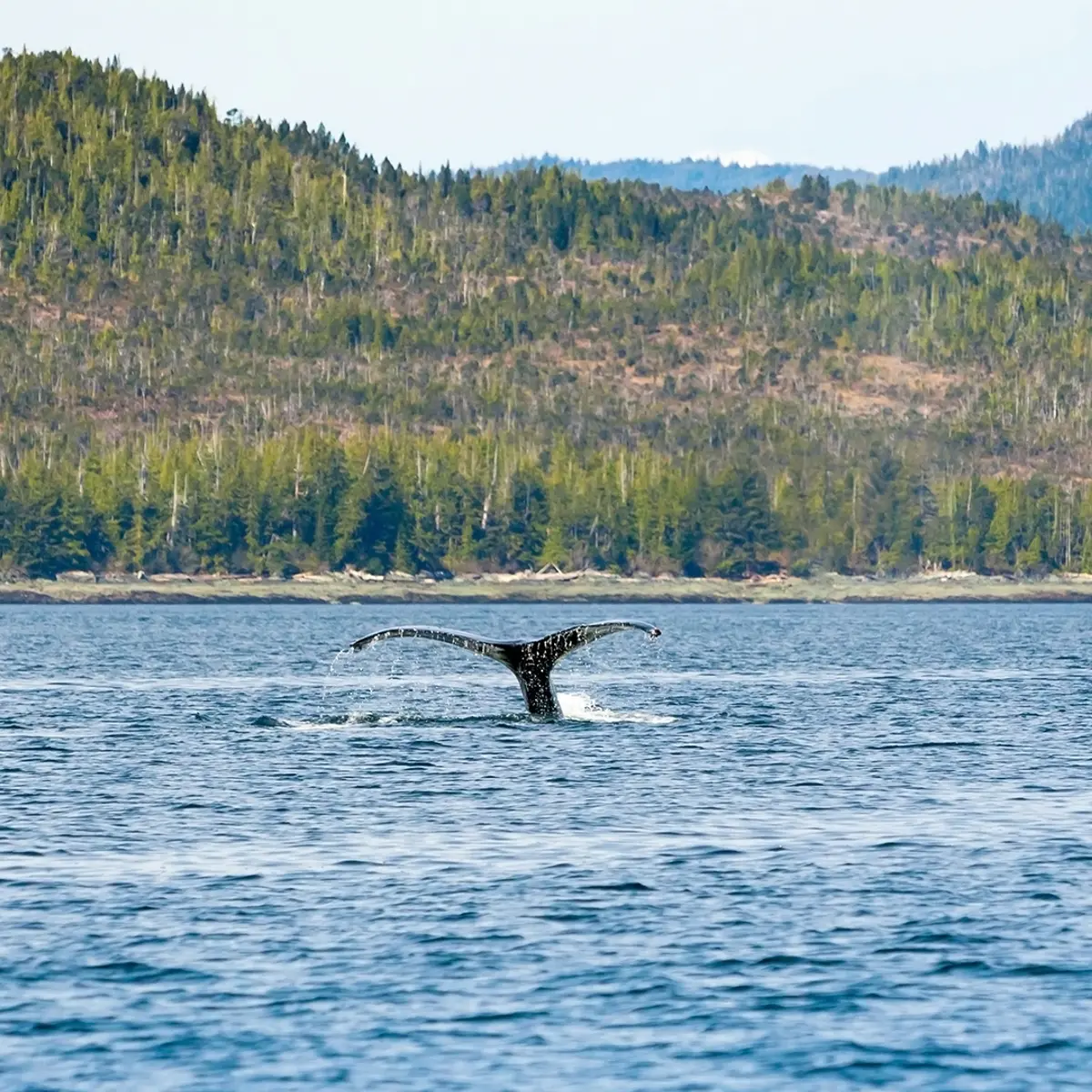 Norwegian Cruise Line, Trusted Partner Cruises – USA & Canada,  7