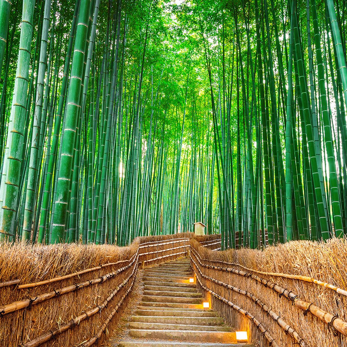 Deluxe 7-Day Japan Highlights 2026 with Tokyo, Kyoto & Osaka by  7