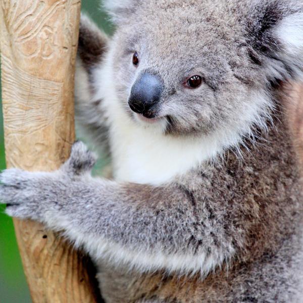 Full-Day Puffing Billy & Healesville Sanctuary Scenic Tour 4