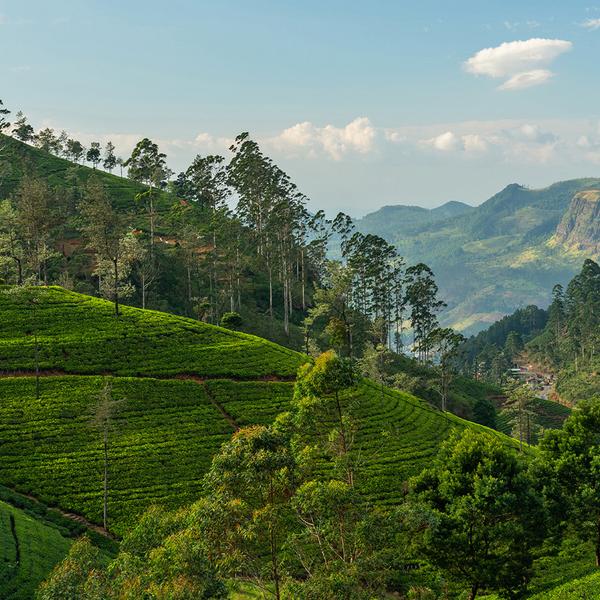 Sri Lanka Chef-Designed Food Tour with Ministry of Crab Welcome Dinner & Minneriya Safari by Luxury Escapes Tours 2