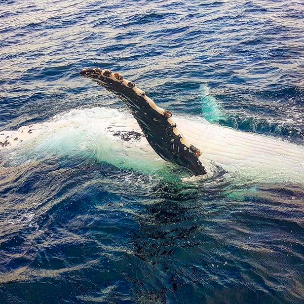 Gold Coast: Embark on a Whale Watching Adventure with 100% Whale Sighting Guarantee 6