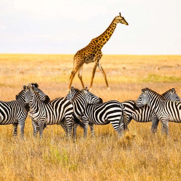 Tanzania Luxury Safari Tour with Daily Big Five Game Drives, Central Serengeti, Tarangire & Ngorongoro Crater by Luxury Escapes Tours 4