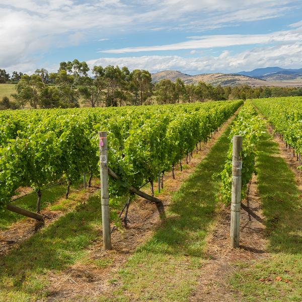 Half-Day or Full-Day Hobart Food & Wine Tour Experience with Tastings, Transfers & Cheese Platter 2