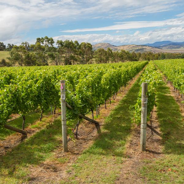 Hobart: Half-Day or Full-Day Hobart Food & Wine Tour Experience with Tastings, Transfers & Cheese Platter 2