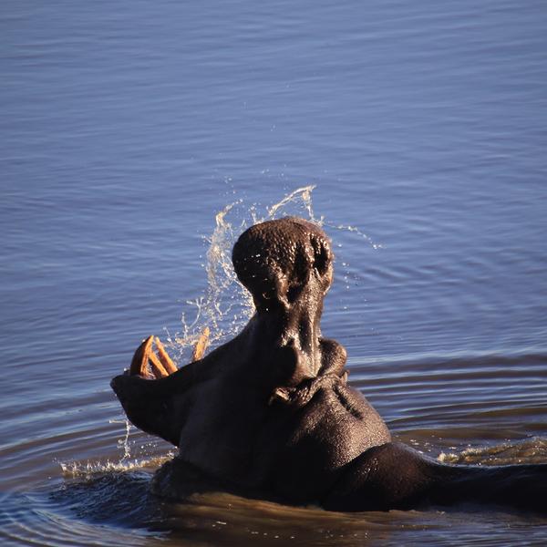 Extended by Popular Demand: 12-Day South Africa Iconic Blue Train Journey + 2-Night All-Inclusive Hwange Safari Stay by  7