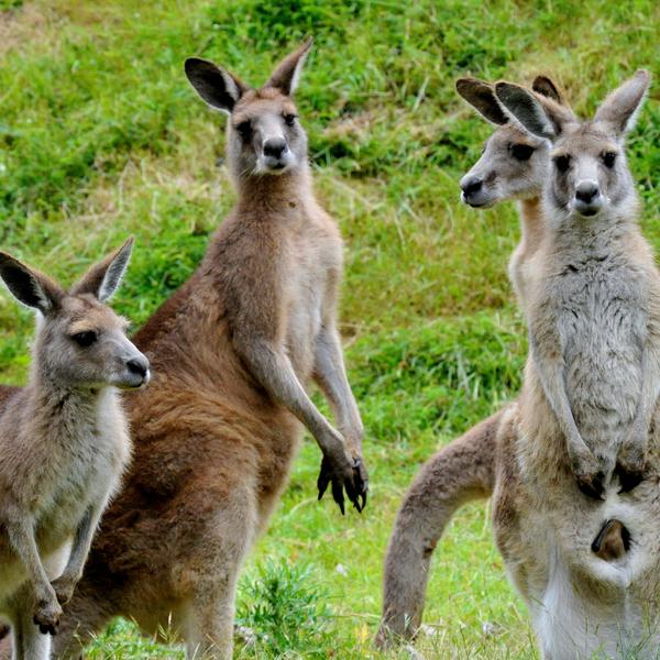 Full-Day Puffing Billy & Healesville Sanctuary Scenic Tour 5