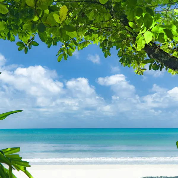 mist at Cape Tribulation, Daintree Rainforest, Queensland 5