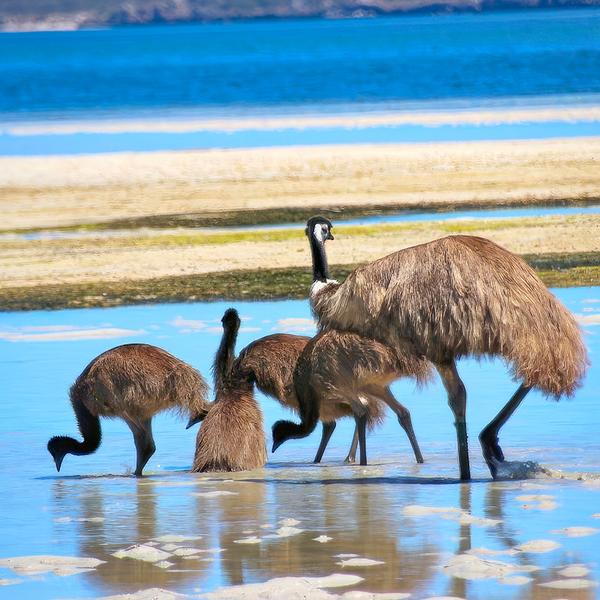 Coffin Bay: Full-Day Oysters, Ocean & Nature Tour with Tastings & Return Transfers  5