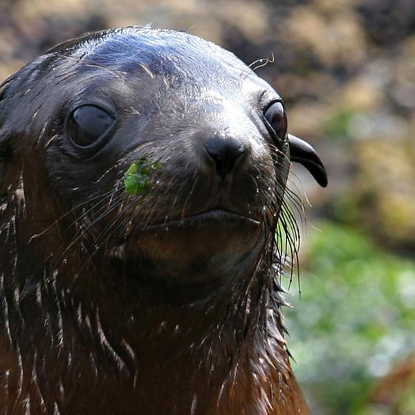 Phillip Island: Two-Hour Coastal Wildlife Cruise to Australia’s Largest Seal Colony  3