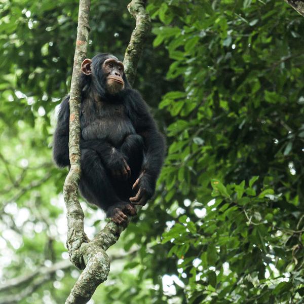 Uganda Safari with Gorilla & Chimpanzee Trekking Permits & Lake Victoria Cruise by Luxury Escapes Tours 4