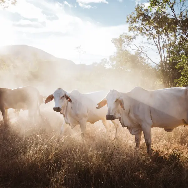 Mt. Mulligan Lodge, Mount Mulligan, Queensland 4