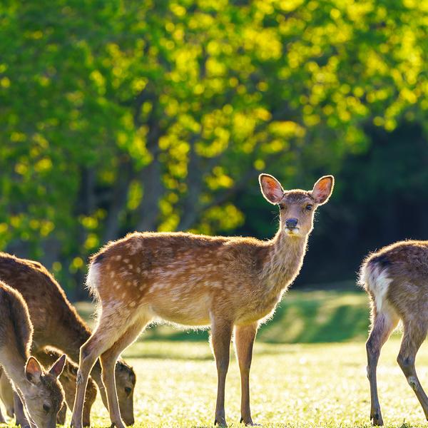 Signature Series: 7-Day Japan Exclusive Tour through Tokyo, Kyoto & Osaka with Khanh Ong by  5