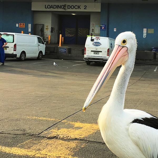 Discover the Hunter Valley on a Full-Day Food & Wine Tour with Lunch, Tastings & Transfers 8