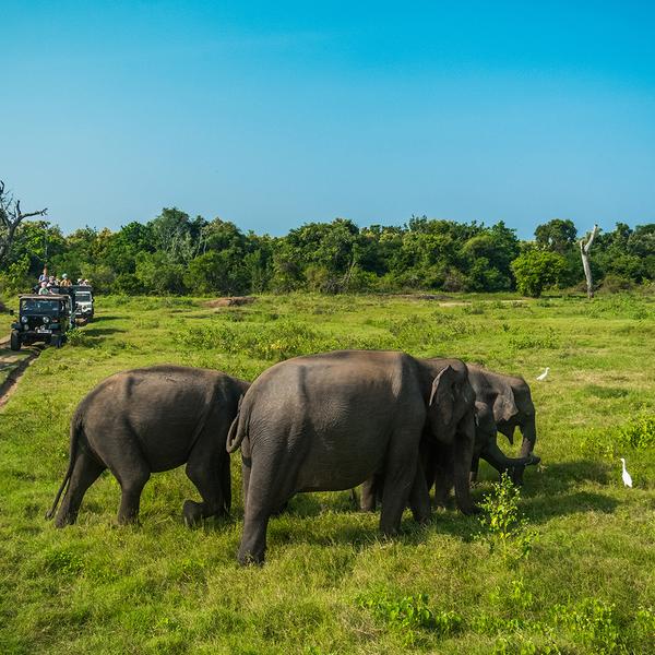 Insider Series: 13-Day Culinary Sri Lanka Tour Co-Curated by Matt Preston & Gary Mehigan by  4