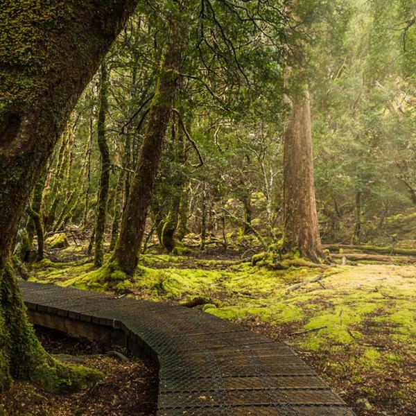 Full-Day Scenic Tour to Cradle Mountain with Dove Lake Visit & King Billy Pine Wildlife Walks 2