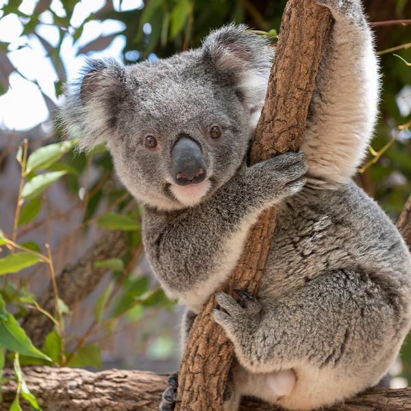 Sydney: Full-Day Blue Mountains Tour with Featherdale Wildlife Park Visit, River Cruise & Three Scenic Rides 3