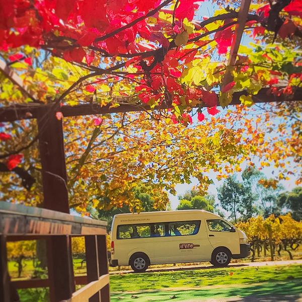 Half-Day Swan Valley Winery Tour with Tastings & Shared Cheese Board 8