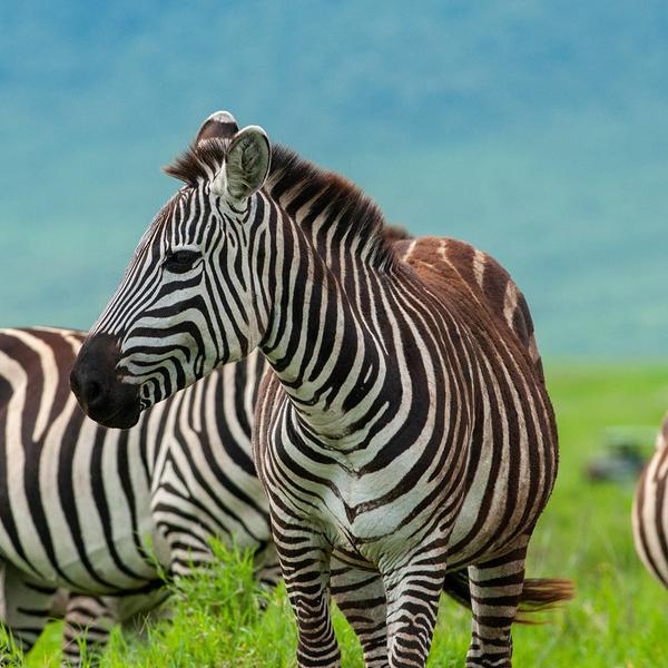 Premium 8-Day Tanzania Private Safari with All-Inclusive Wellworth Lodge Stays & Serengeti National Park by  6