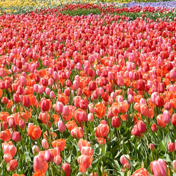 Canberra: Full-Day Floriade Festival Small Group Tour with Tulip Top Gardens Visit & Pick-Up 5
