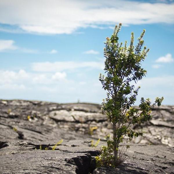 Kona: Explore Hawai'i Volcanoes National Park on a Guided Tour with Lunch, Dinner & Transfers 1