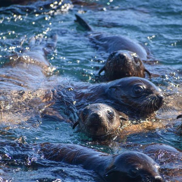 Phillip Island: Two-Hour Coastal Wildlife Cruise to Australia’s Largest Seal Colony  1